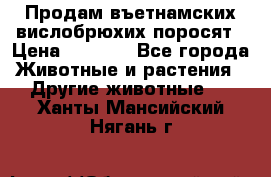 Продам въетнамских вислобрюхих поросят › Цена ­ 2 500 - Все города Животные и растения » Другие животные   . Ханты-Мансийский,Нягань г.